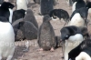 Un pulcino di pinguino Adelia