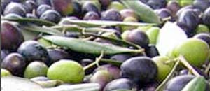 olive_c2000 <br /> olive