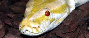 <p>Un pitone albino</p>
