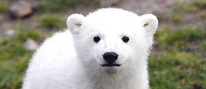 orso_knut_2_c2000 <p>L'orso Knut da piccolo</p>