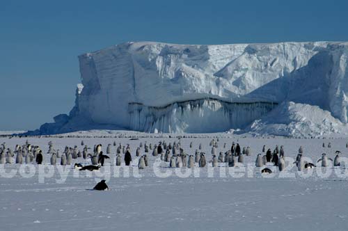 I pinguini imperatore