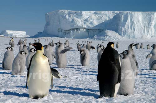 I pinguini imperatore