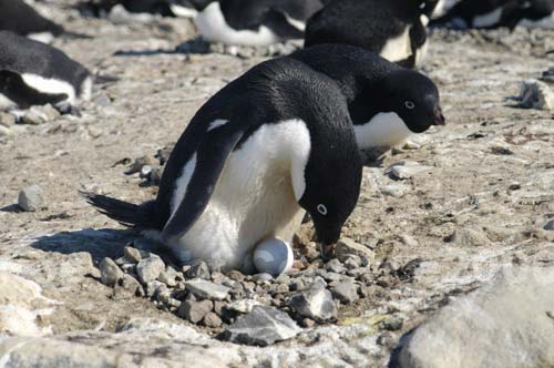Un pinguino Adelia con un uovo