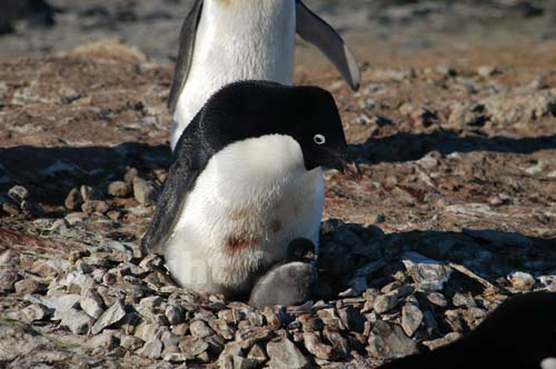 Un pinguino Adelia con un pulcino