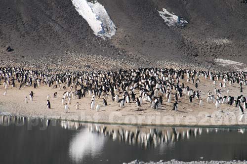Una colonia di pinguini Adelia