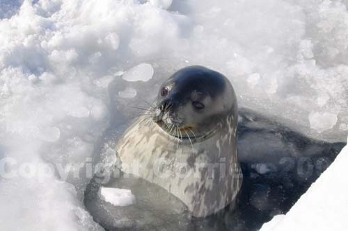 Foca di Weddel