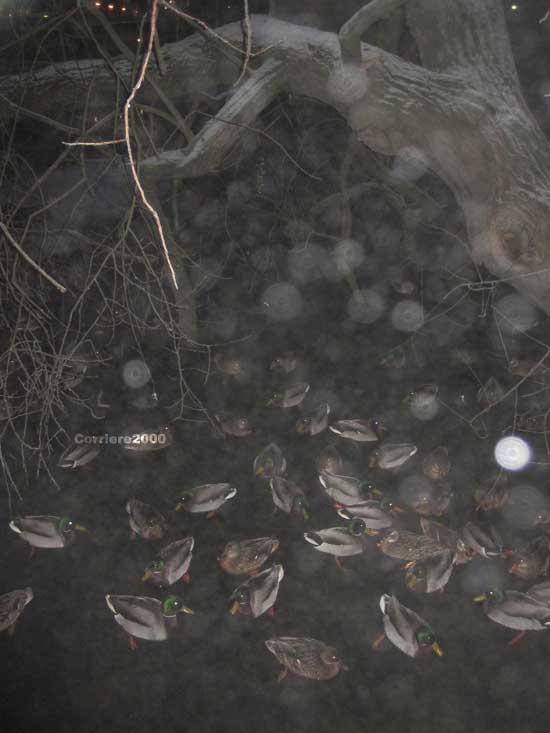 Le anatre sguazzano nel fiume gelido