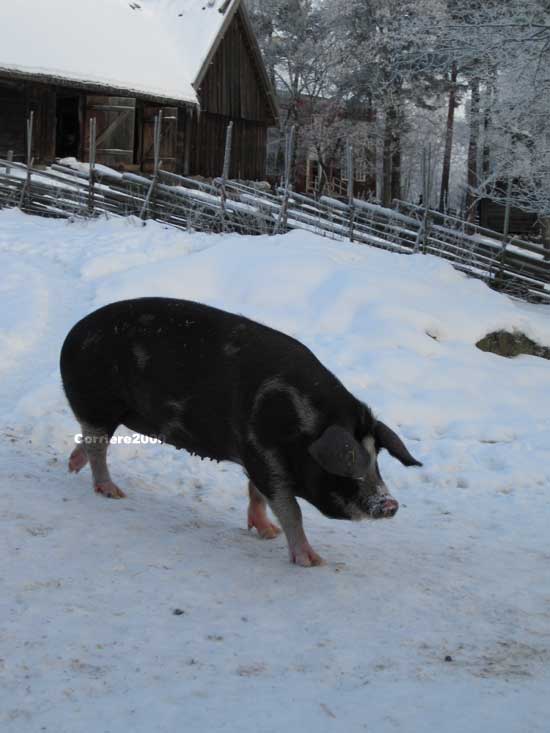 Skansen, una scrofa