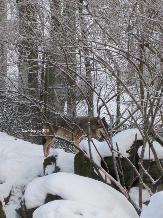 Skansen, un lupo
