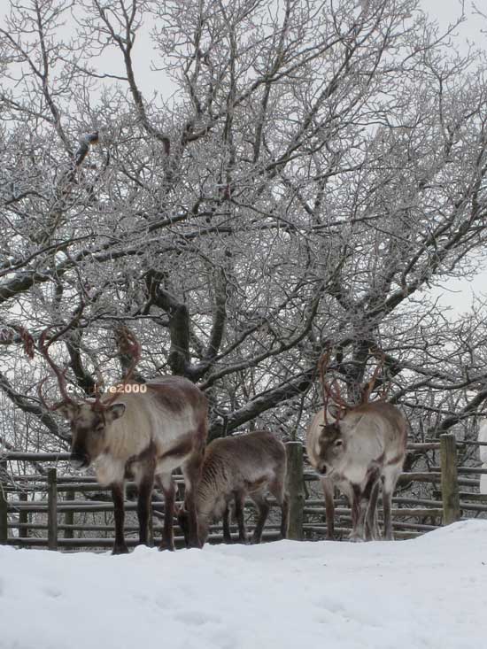 Skansen, le renne