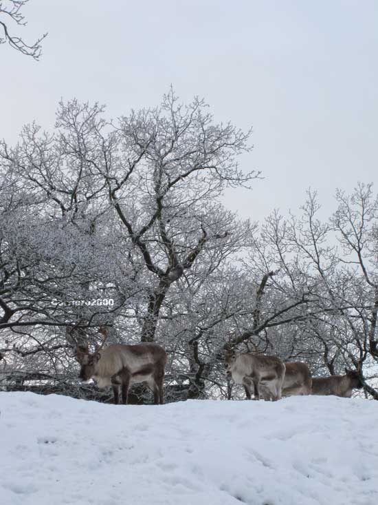 Skansen, le renne