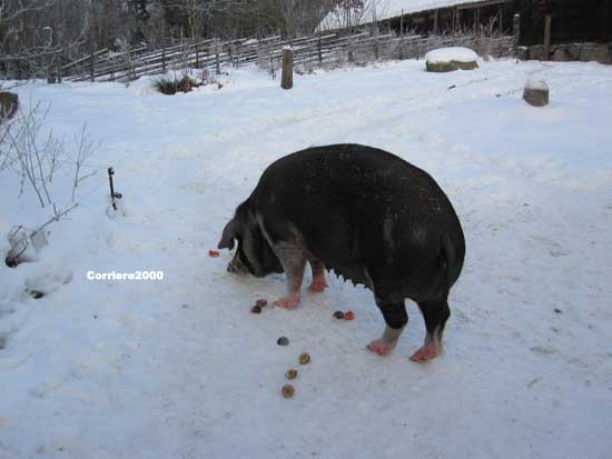 Skansen, una scrofa