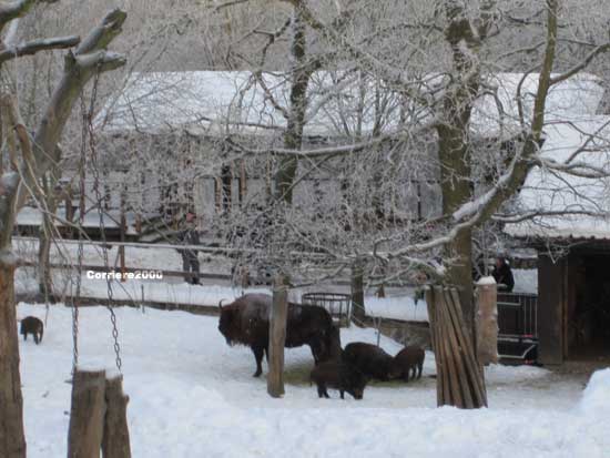 Skansen, i bisonti