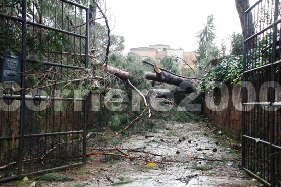 Le piante crollate sulla strada che ostruiscono il passaggio a via Roma a Civita