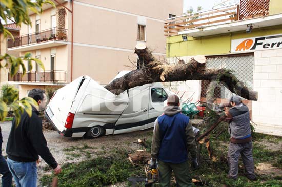 Un albero sfonda un furgone a via Terni