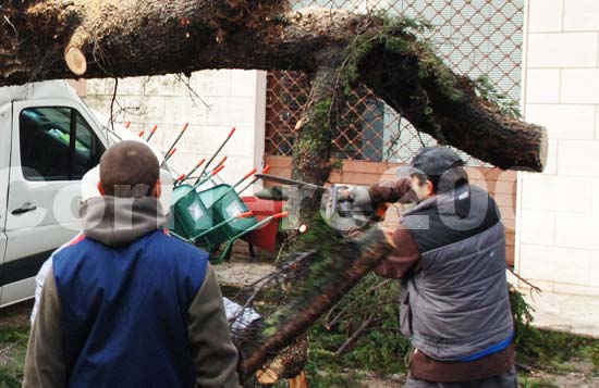 Gli uomini al lavoro per togliere l'albero dal furgone