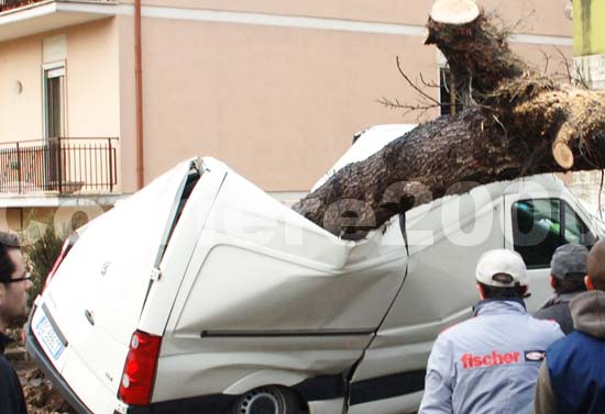 Un albero sfonda un furgone a via Terni