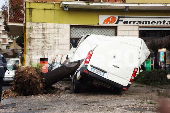 Un albero sfonda un furgone a via Terni