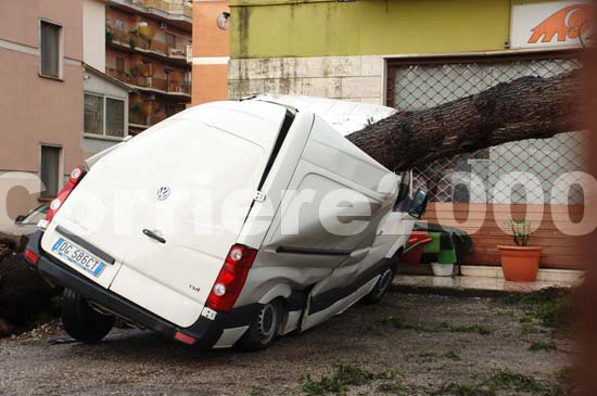 Un albero sfonda un furgone a via Terni