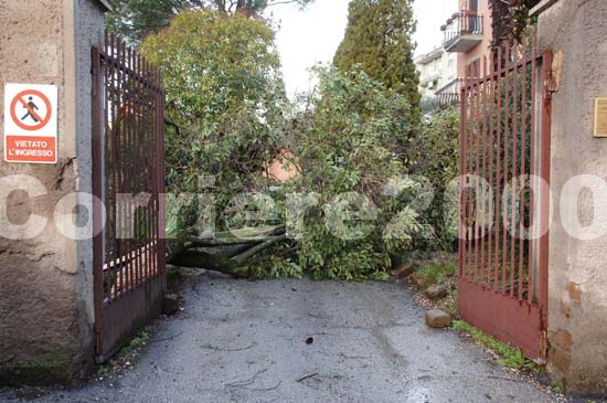 L'entrata di un villino ostruita dalle piante crollate