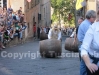 Il palio delle botti a Pianoscarano (Viterbo)