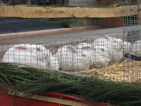 La benedizione degli animali a Tarquinia