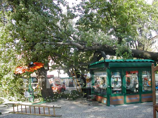 41 - Crolla un albero a Pratogiardino Lucio Battisti