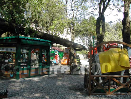 42  - Crolla un albero a Pratogiardino Lucio Battisti